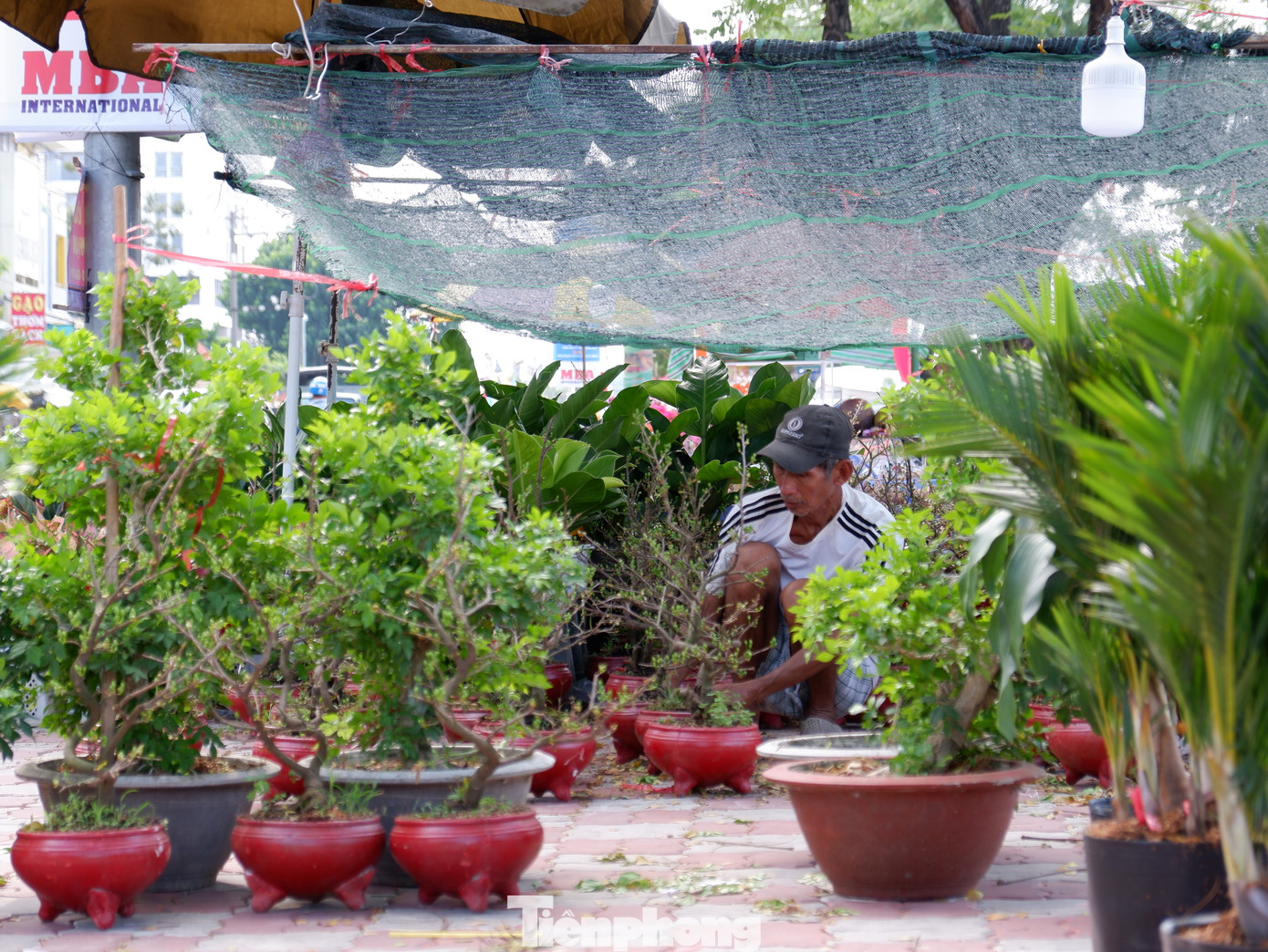 Theo các nhà vườn, do năm nay là năm nhuận nên việc chăm sóc để cây mai vàng ra hoa đúng dịp tết cần có kỹ thuật. "Năm nhuận kéo dài thêm một tháng, do đó việc chăm sóc cây mai vàng cần được kéo dài tương ứng. Trong những tháng cuối năm, phải đảm bảo cây được cung cấp đủ nước và dinh dưỡng. Ngoài ra, tùy vào tình hình tiết trời mà có cách xử lý cho phù hợp"- ông Châu Văn Sếch (ngụ tỉnh Bến Tre) chia sẻ.