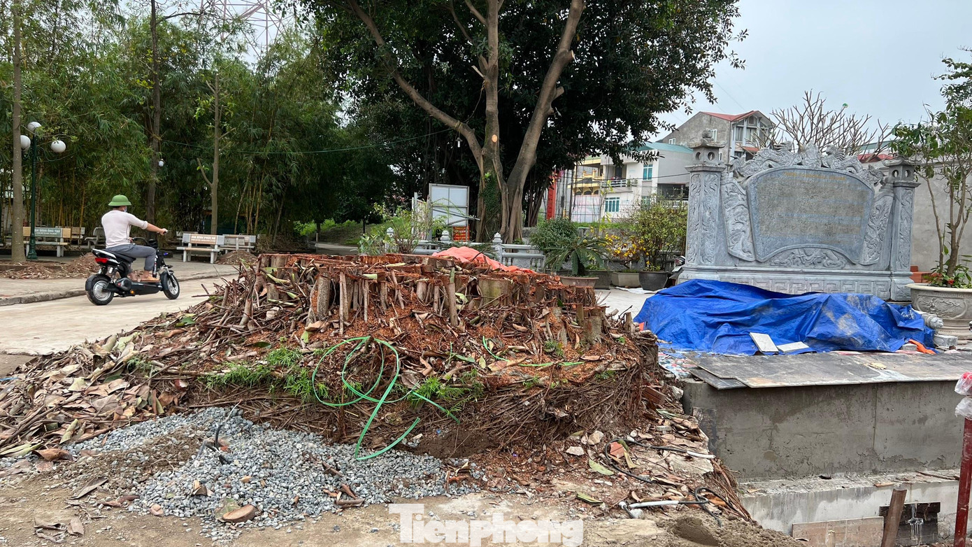 Cây đa bị chặt hạ hôm 18/3. Cây đa bị chặt hạ hôm 18/3.