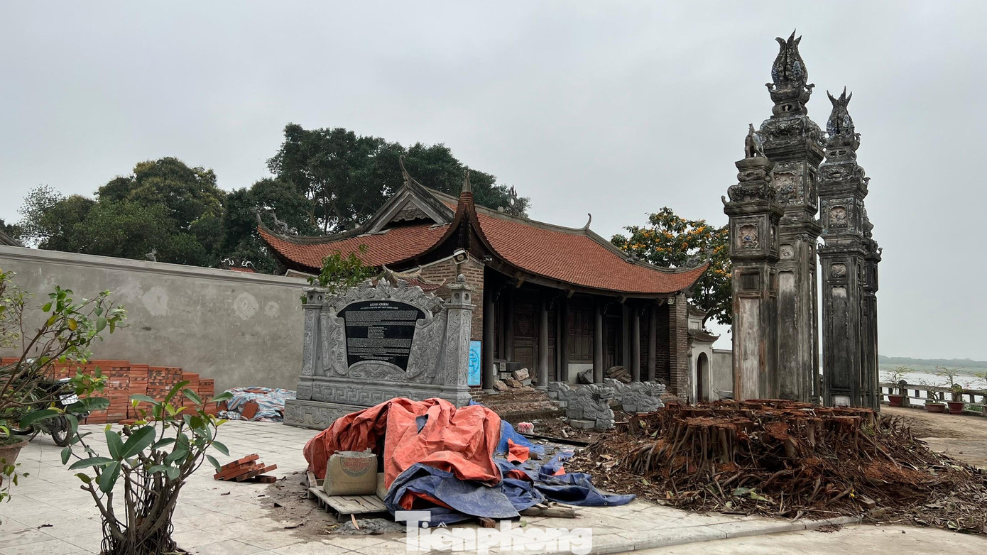 Gốc đa đã bị chặt hạ nằm sát cổng đình. Ảnh: NGUYÊN KHÁNH