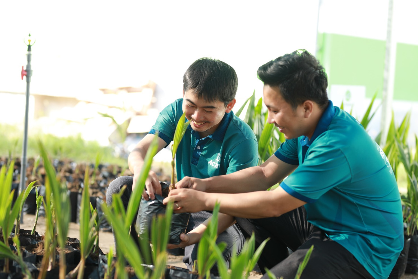 Cây dừa đang tạo ra nguồn thu nhập cho khoảng 390.000 hộ nông dân Việt Nam