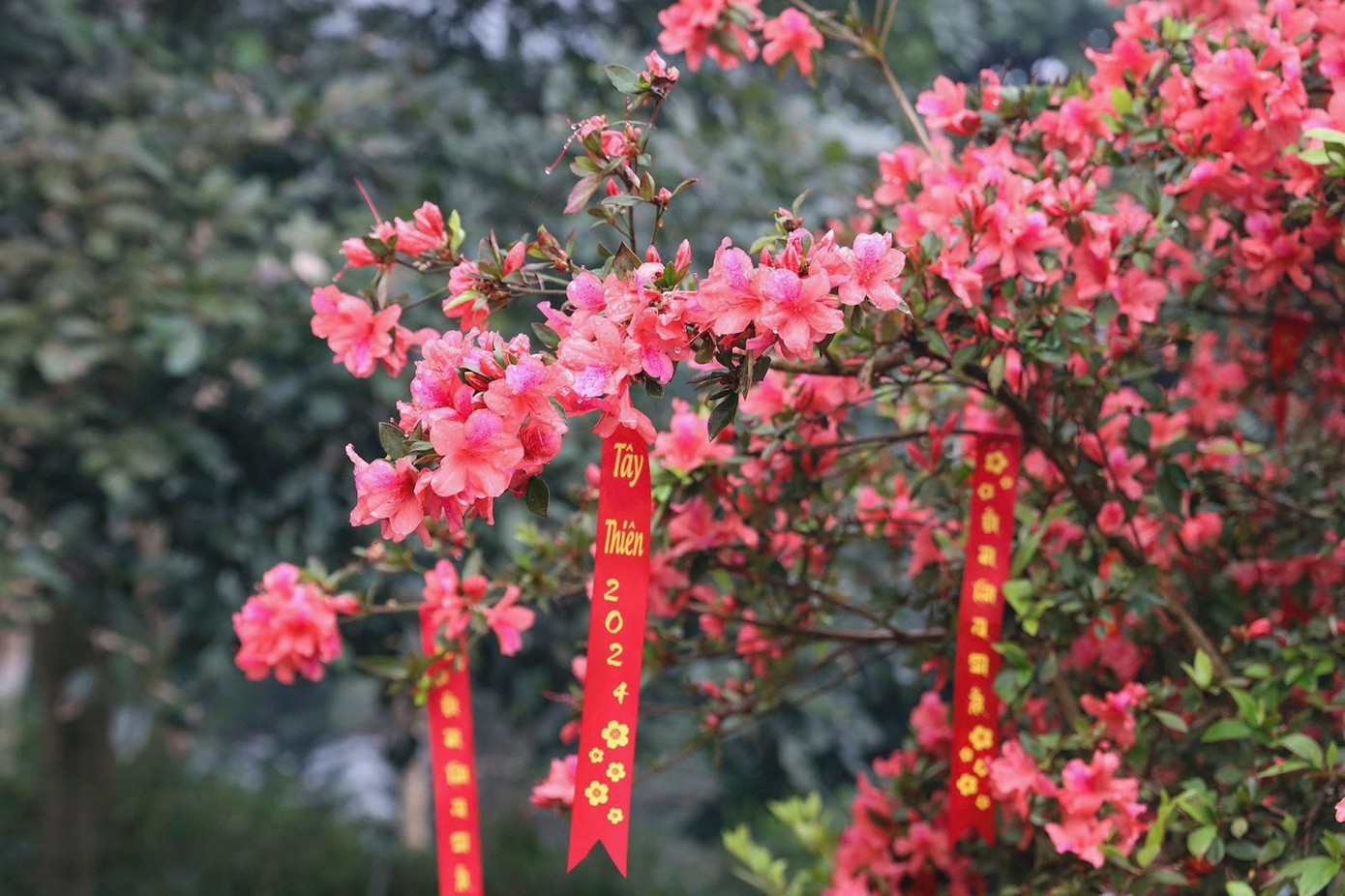 Mùa này, du khách đến Tây Thiên không quyến luyến bước chân bởi sắc hoa ngập tràn khắp nơi