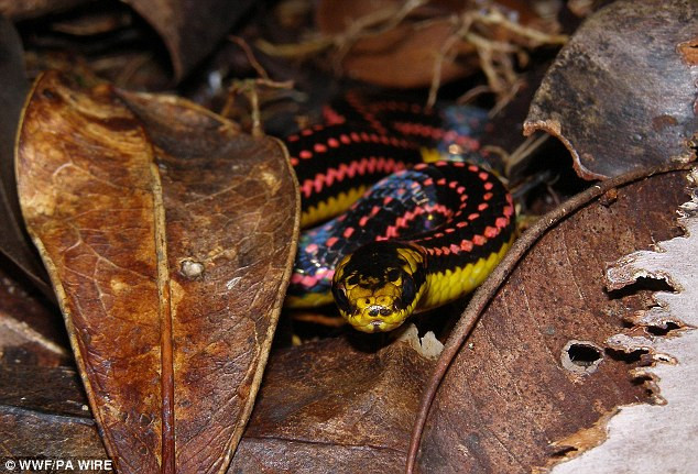 Loài rắn phát sáng