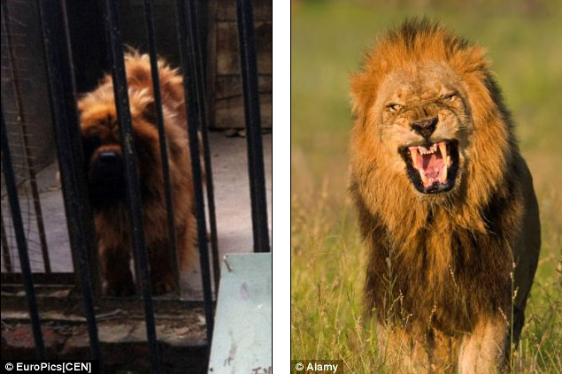 Du khách cho biết họ cảm thấy bị lừa khi phải trả tiền để xem một con sư tử châu Phi (phải) nhưng lại được xem một con chó (bên trái). Du khách cho biết họ cảm thấy bị lừa đảo khi phải trả tiền để xem một con sư tử châu Phi (phải) nhưng lại được xem một con chó (bên trái)