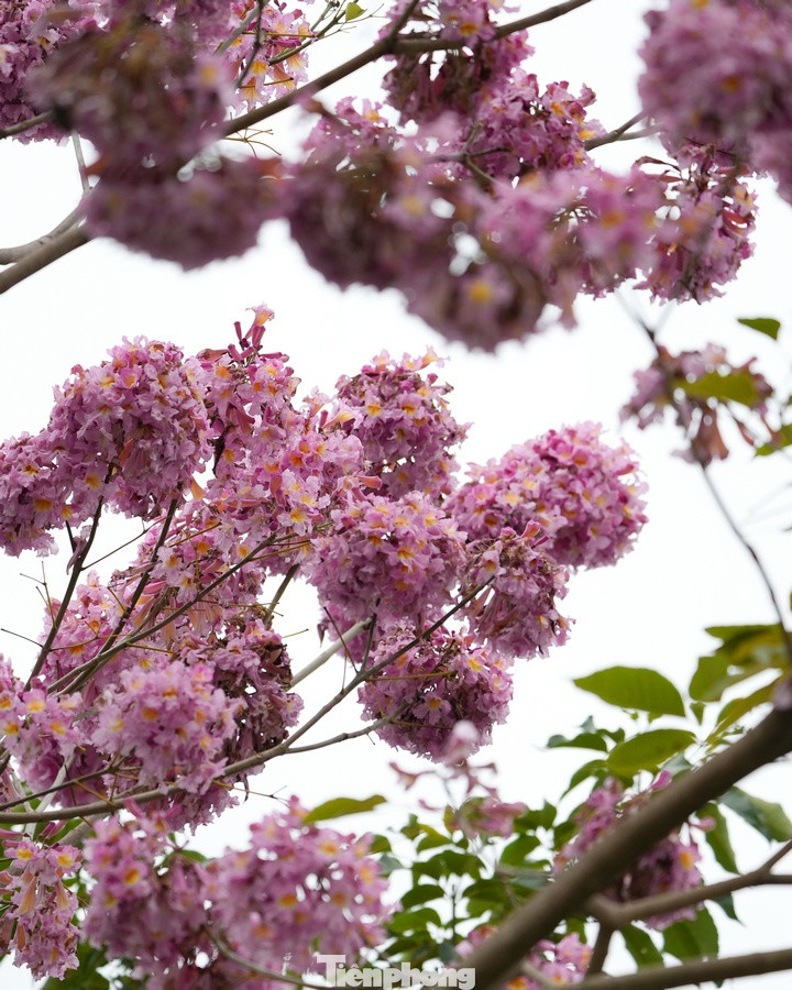 Hoa có hình dạng giống chiếc chuông, màu hồng phấn có phần sắc giống như hoa anh đào khi nở rộ. Hoa có hình dạng giống chiếc chuông, màu hồng phấn có phần sắc giống như hoa anh đào khi nở rộ.