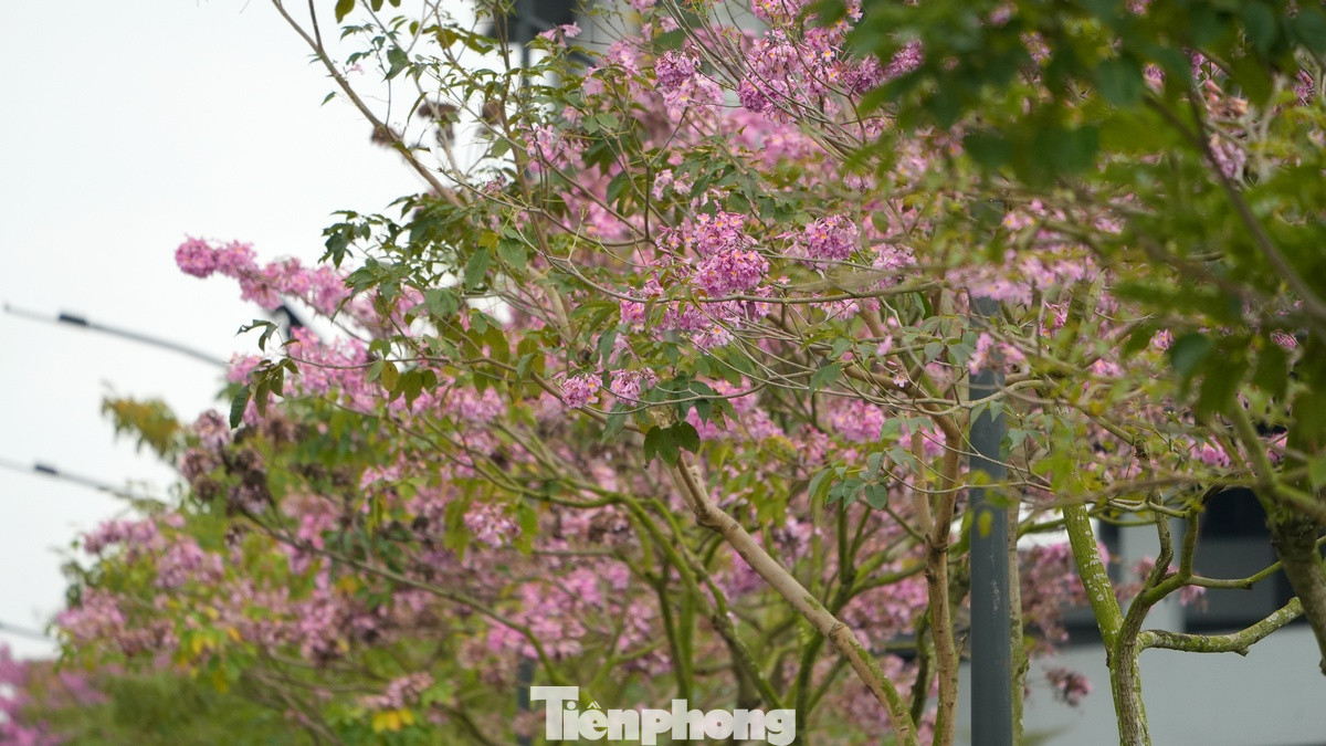 Loài hoa kèn hồng này khi nở sẽ trổ thành từng chùm lớn, lúc rộ có màu hồng tươi, đến khi sắp tàn thì có màu hồng phấn. Loài hoa kèn hồng này khi nở sẽ trổ thành từng chùm lớn, lúc rộ có màu hồng tươi, đến khi sắp tàn thì có màu hồng phấn.