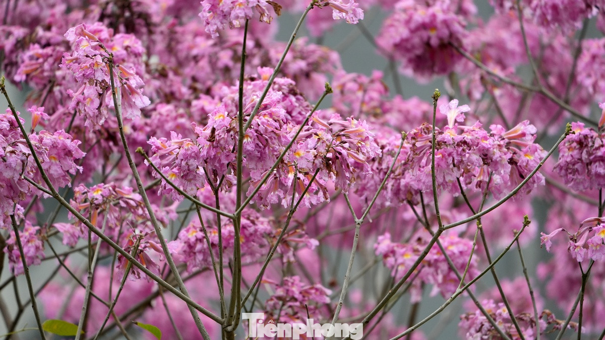 Hoa có sắc hồng rất bắt mắt, kể cả những ngày không có nắng như những ngày qua. Hoa có sắc hồng rất bắt mắt, kể cả những ngày không có nắng như những ngày qua.