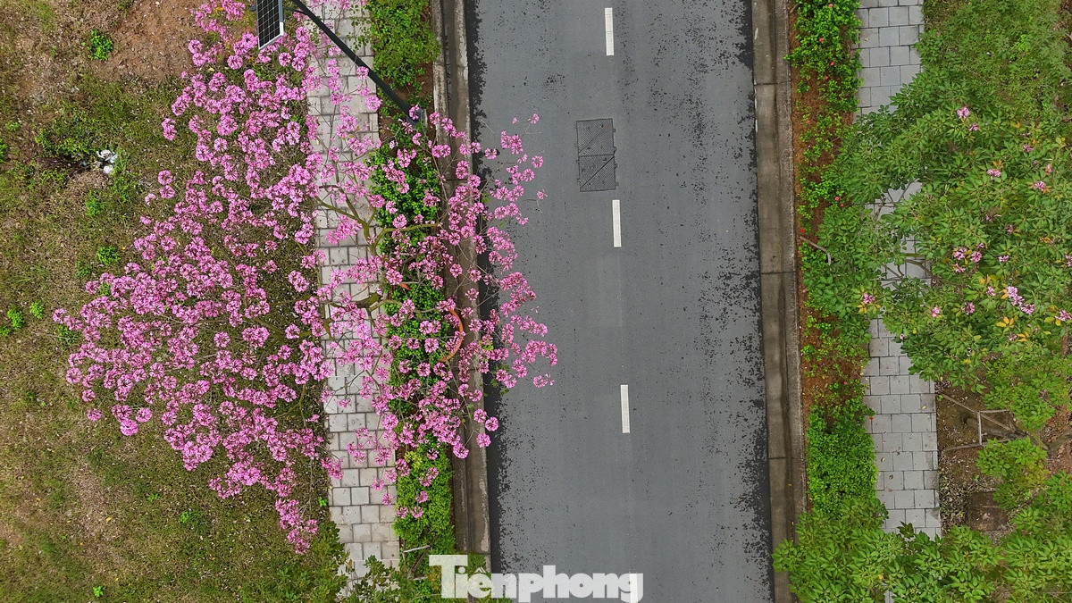 Những cây kèn hồng rực hoa nhìn từ trên cao. Những cây kèn hồng rực hoa nhìn từ trên cao.