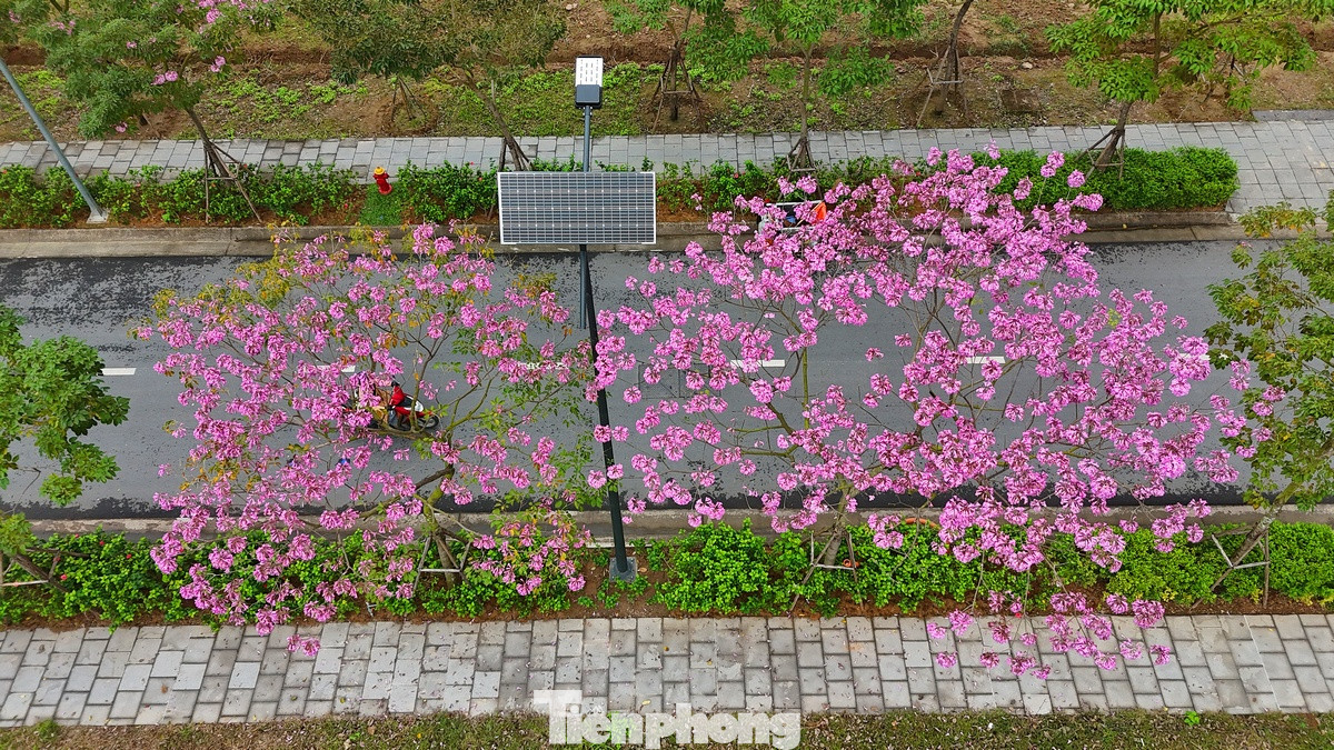 Hoa kèn hồng là một loại cây thân gỗ có xuất xứ châu Mỹ, là loài ưa sáng, tán cho bóng mát, sống tốt trên đất khô, thoát nước tốt. Hoa kèn hồng là một loại cây thân gỗ có xuất xứ châu Mỹ, là loài ưa sáng, tán cho bóng mát, sống tốt trên đất khô, thoát nước tốt.