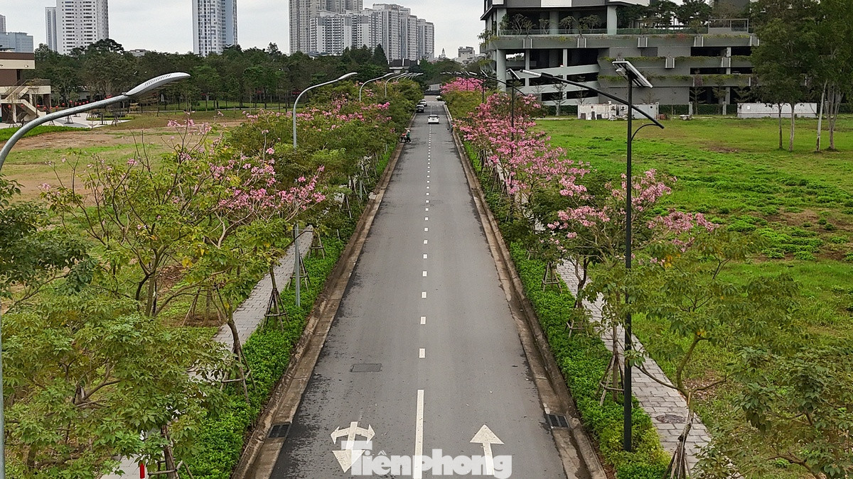 Loài hoa kèn hồng chỉ nở rộ được thời gian ngắn - khoảng một tuần, rồi sẽ nhanh chóng rơi rụng… Thay vào đó là một lứa lá lộc xanh mới. Loài hoa kèn hồng chỉ nở rộ được thời gian ngắn - khoảng một tuần, rồi sẽ nhanh chóng rơi rụng… Thay vào đó là một lứa lá lộc xanh mới.