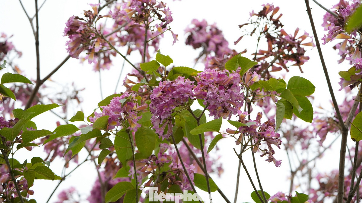 Loài hoa kèn hồng này khi nở sẽ trổ thành từng chùm lớn, lúc rộ có màu hồng tươi, đến khi sắp tàn thì có màu hồng phấn. Loài hoa kèn hồng này khi nở sẽ trổ thành từng chùm lớn, lúc rộ có màu hồng tươi, đến khi sắp tàn thì có màu hồng phấn.