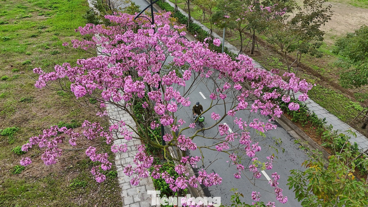 Phần lớn khi cây ra hoa, hầu hết lá đều rụng, trên đầu mỗi cành chỉ nhìn thấy những chùm hoa rực rỡ. Phần lớn khi cây ra hoa, hầu hết lá đều rụng, trên đầu mỗi cành chỉ nhìn thấy những chùm hoa rực rỡ.