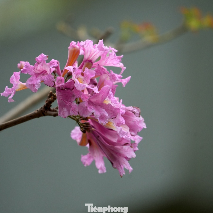 Hoa có hình dạng giống chiếc chuông, màu hồng phấn có phần sắc giống như hoa anh đào khi nở rộ. Hoa có hình dạng giống chiếc chuông, màu hồng phấn có phần sắc giống như hoa anh đào khi nở rộ.