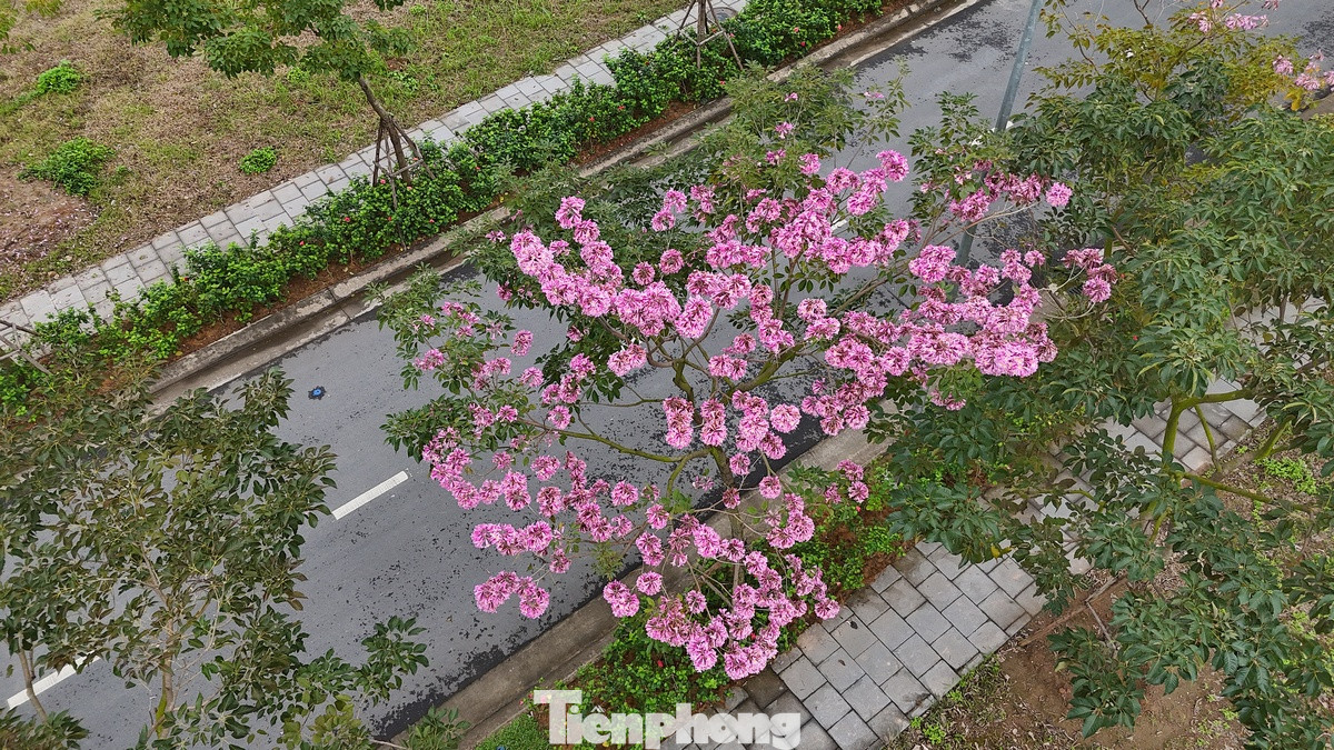 Những cây kèn hồng rực hoa nhìn từ trên cao. Những cây kèn hồng rực hoa nhìn từ trên cao.