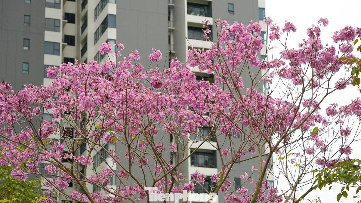 Loài hoa kèn hồng này khi nở sẽ trổ thành từng chùm lớn, lúc rộ có màu hồng tươi, đến khi sắp tàn thì có màu hồng phấn. Loài hoa kèn hồng này khi nở sẽ trổ thành từng chùm lớn, lúc rộ có màu hồng tươi, đến khi sắp tàn thì có màu hồng phấn.