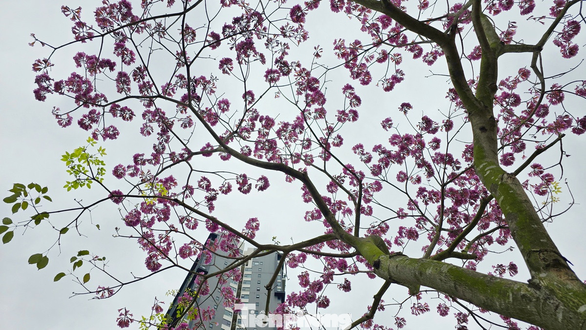 Hoa có hình dạng giống chiếc chuông, màu hồng phấn có phần sắc giống như hoa anh đào khi nở rộ. Hoa có hình dạng giống chiếc chuông, màu hồng phấn có phần sắc giống như hoa anh đào khi nở rộ.