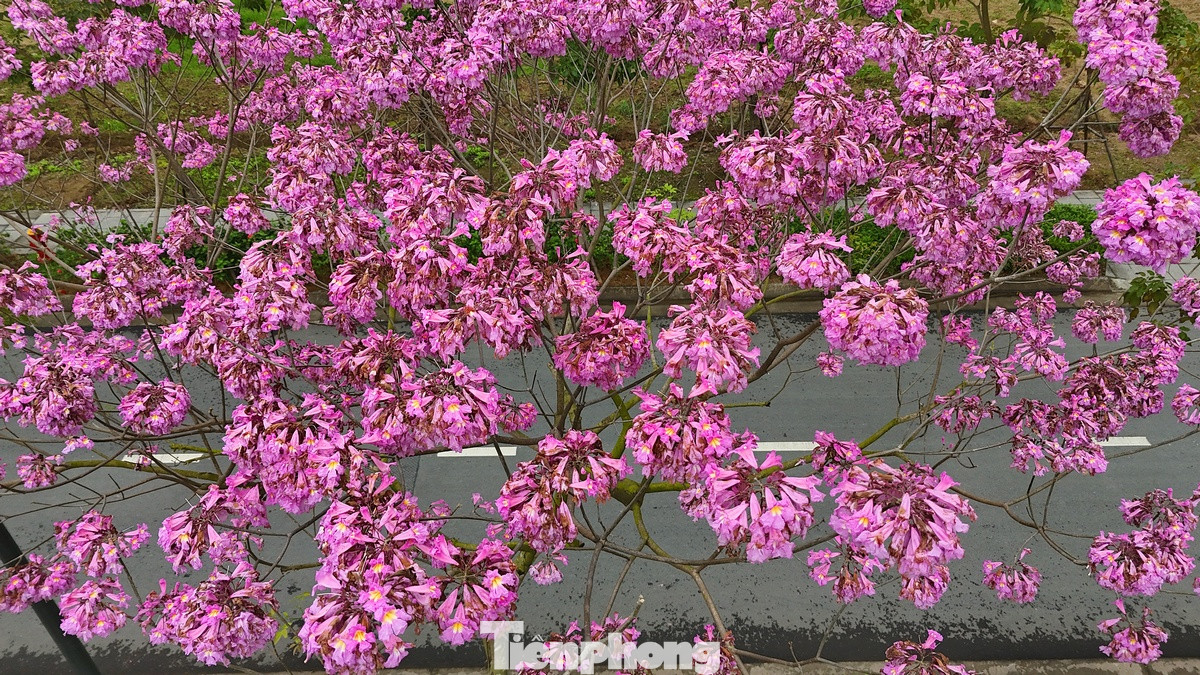 Loài hoa kèn hồng này khi nở sẽ trổ thành từng chùm lớn, lúc rộ có màu hồng tươi, đến khi sắp tàn thì có màu hồng phấn. Loài hoa kèn hồng này khi nở sẽ trổ thành từng chùm lớn, lúc rộ có màu hồng tươi, đến khi sắp tàn thì có màu hồng phấn.