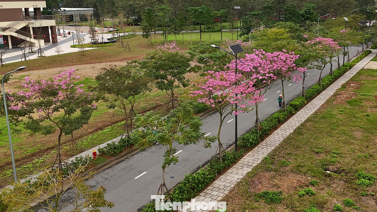 Hoa có hình dạng giống chiếc chuông, màu hồng phấn có phần sắc giống như hoa anh đào khi nở rộ. Hoa có hình dạng giống chiếc chuông, màu hồng phấn có phần sắc giống như hoa anh đào khi nở rộ.