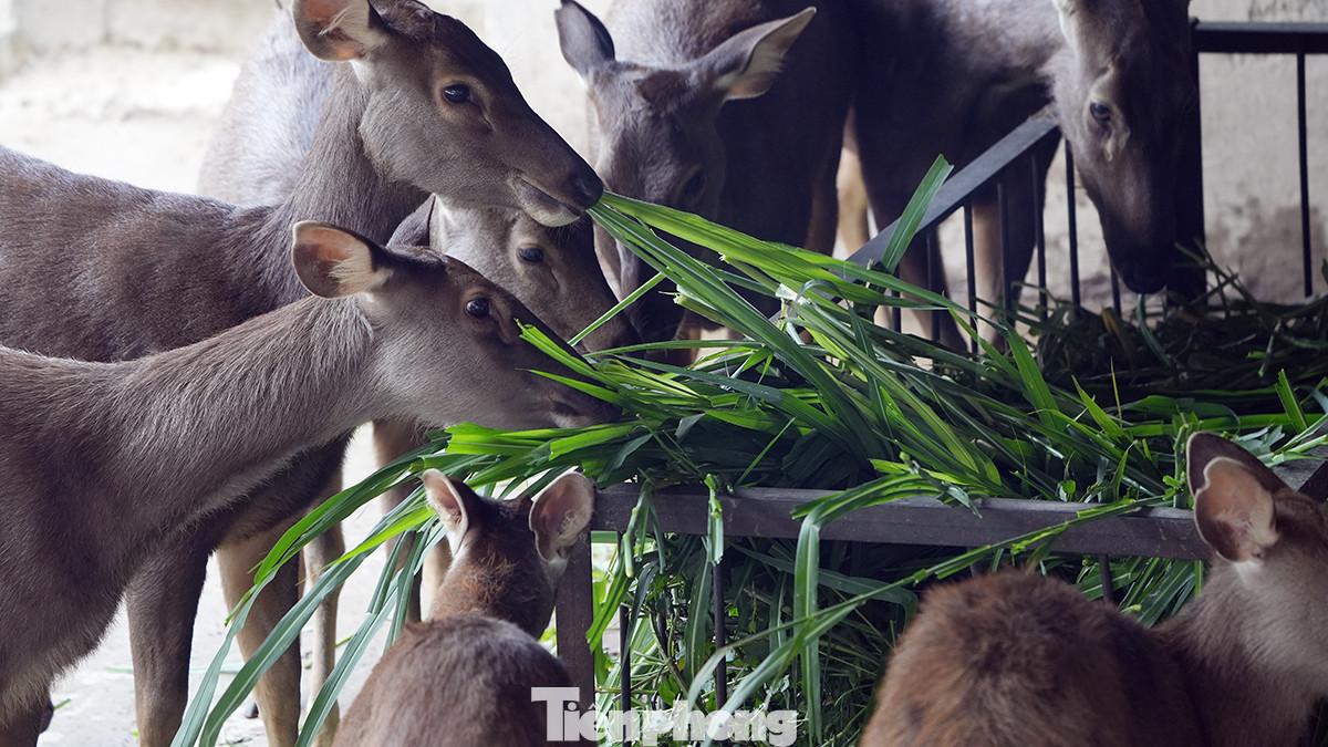 Thức ăn được bổ sung thường xuyên tránh hiện tượng thú nuôi bị đói, rét.
