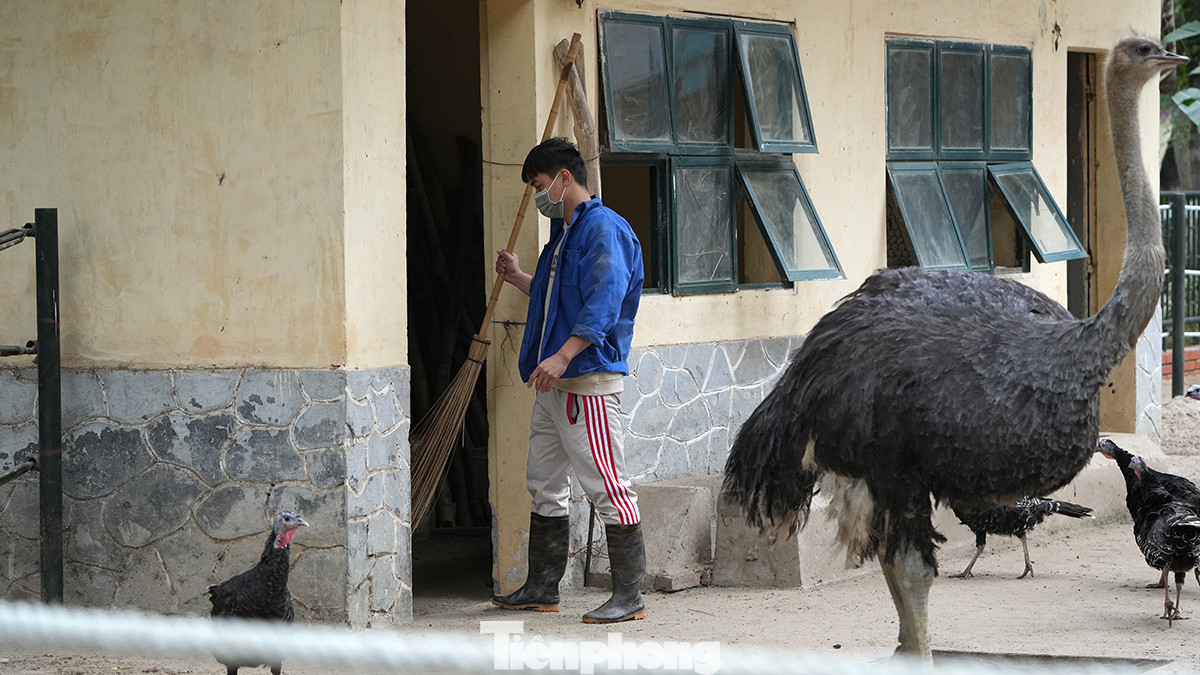 Công tác vệ sinh chuồng nuôi luôn được thực hiện hàng ngày để tránh ảnh hưởng đến sức khỏe của các loài động vật được nuôi tại vườn thú Hà Nội.