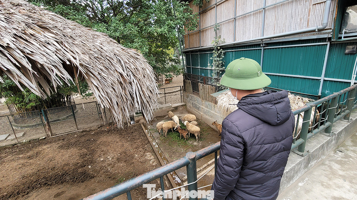 Động vật tại vườn thú Hà Nội luôn được giám sát kỹ càng, đặc biệt là những ngày giá rét.