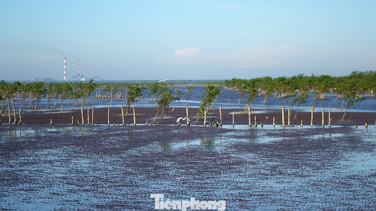 Ngoài mặt nước cùng bãi cát nông mịn và vô cùng rộng lớn, nơi đây còn có rừng ngập mặn với chủ yếu là cây đước được người dân Thái Thụy chăm chút và trồng mới thường xuyên.