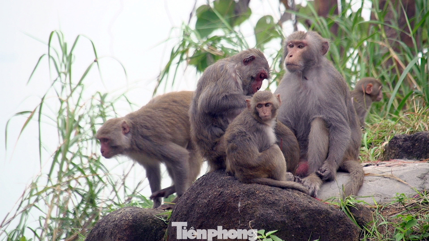Hình ảnh những đàn khỉ hàng trăm con trên hành trình lên với đỉnh Sơn Trà mà du khách thường xuyên bắt gặp.