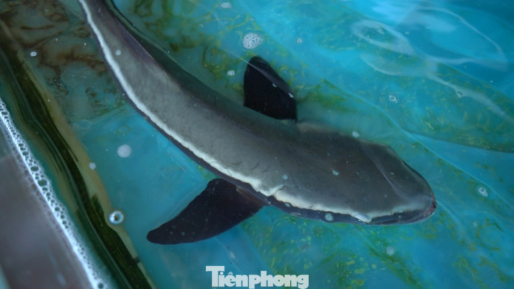 Ẩm thực tại đây cũng là một điểm nhấn đáng chú ý. Chính nhờ thủy văn thuận lợi mà đầm nước lợ này đã sinh ra nghề khai thác và nuôi hàu sữa nổi tiếng. Hàu được nuôi bằng một phương thức khá đặc biệt: Nuôi cấy trên chính những chiếc lốp xe cũ và buộc vào sào tre. Dọc con đường chạy quanh co bên đầm là những sạp bán hàu sữa và nhiều loại thủy sản khác còn tươi sống được đánh bắt ngay tại khu vực đầm Lập An.