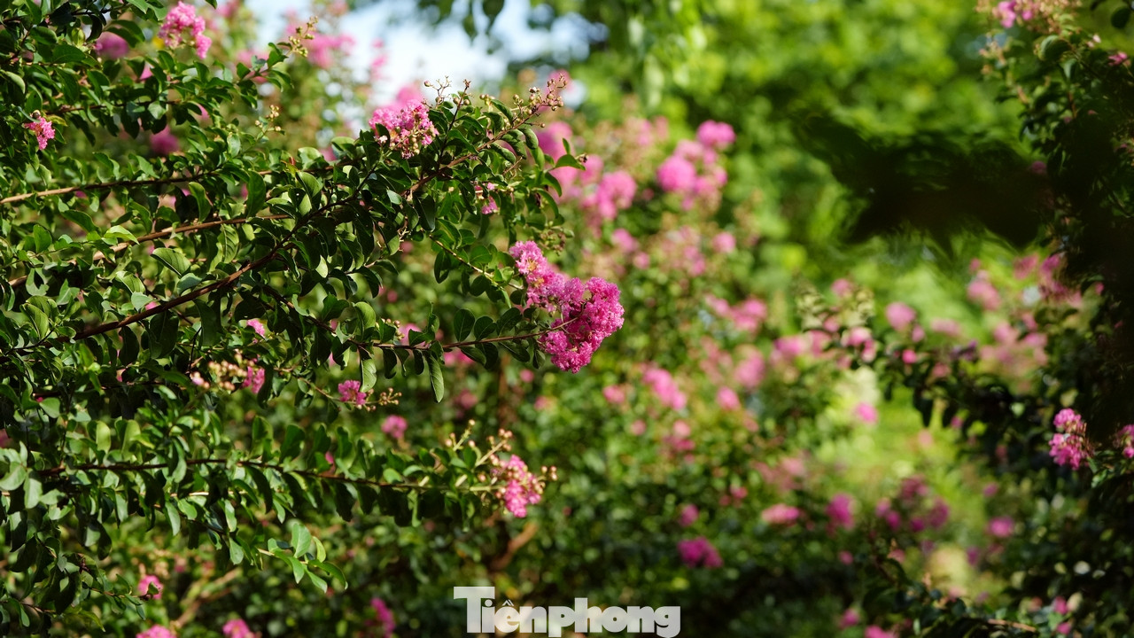 Hoa tường vi có thời gian nở kéo dài từ 2 - 3 tháng nếu được trồng thành quần thể.