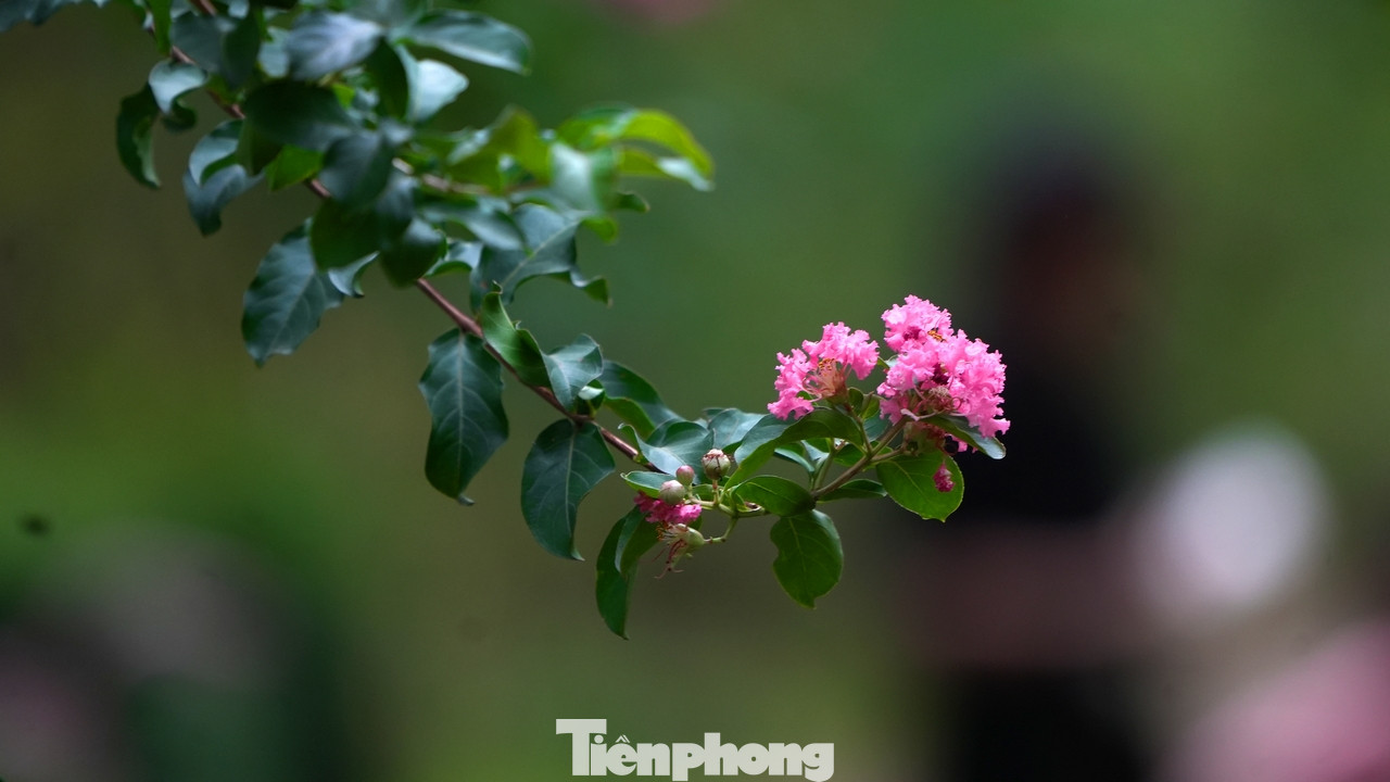 Hoa tường vi thường có nhiều màu sắc đỏ, hồng, trắng…Tuy nhiên, hoa tường vi hồng lại được nhiều người trồng hơn so với các loại khác.