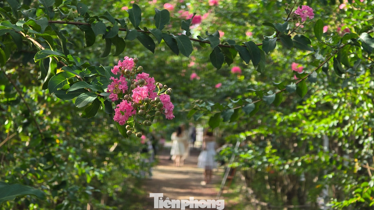 Tại con đường với 120 gốc tường vi cổ nằm trong Công viên Thực vật cảnh Việt Nam (Thanh Trì, Hà Nội), những chùm hoa bắt đầu bung nở tạo nên khung cảnh cổ tích, thu hút cả những vị khách từ phương xa lặn lội hàng trăm cây số tới chụp ảnh.