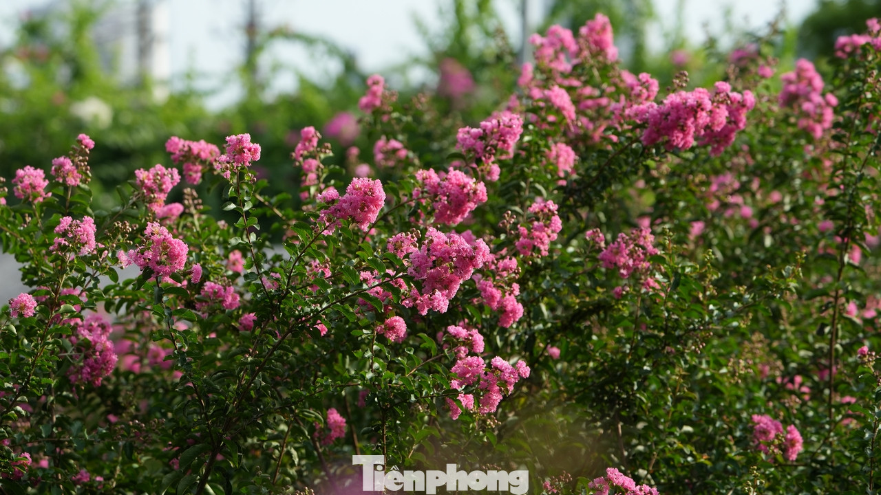 Năm nay, hoa tường vi tại công viên được dự đoán là nở đẹp và nhiều nhất.
