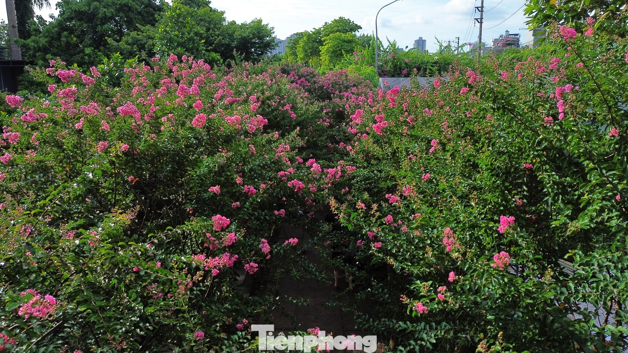 Con đường có hàng trăm cây tường vi bung nở là điểm check-in tuyệt vời của giới trẻ.