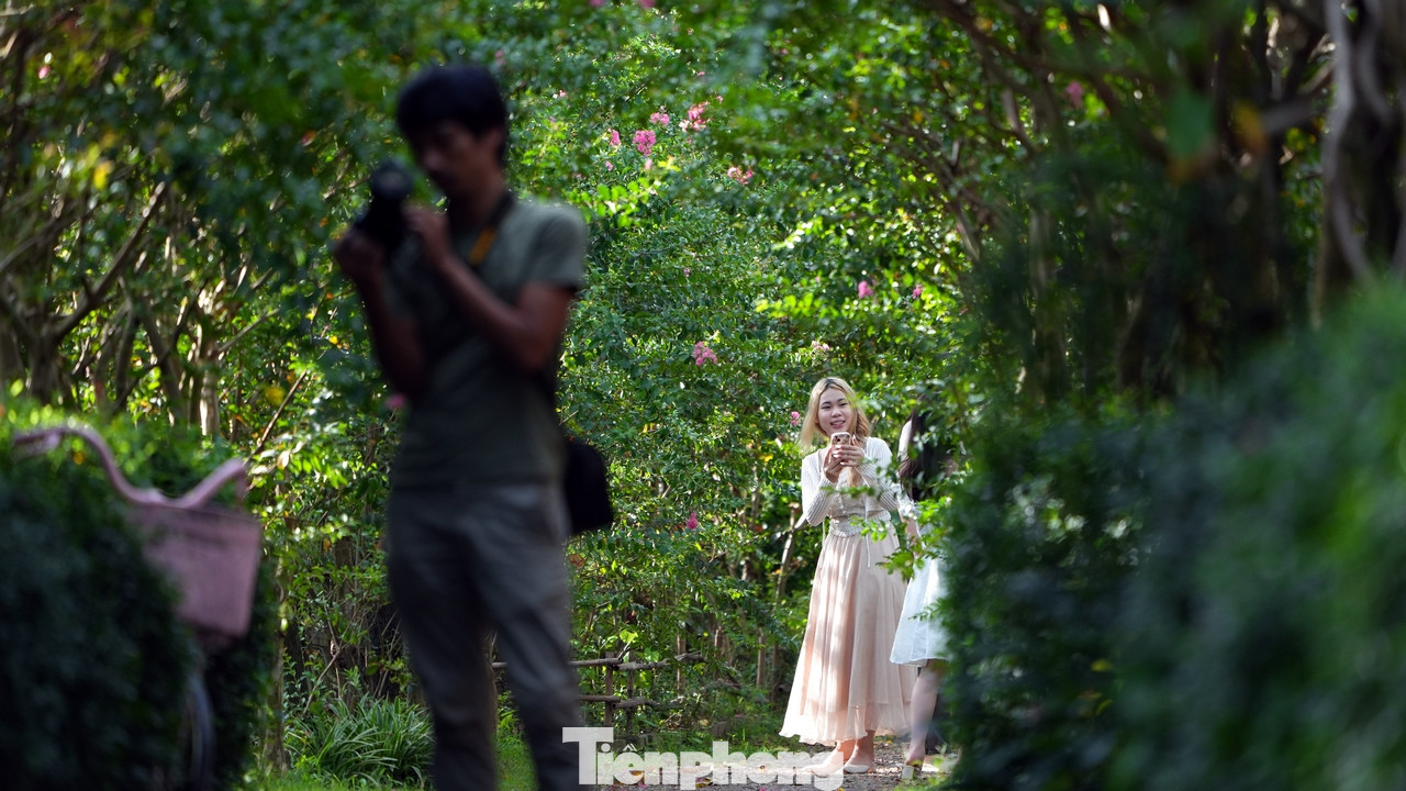 Bên cạnh sắc hồng tươi quen thuộc, những cây hoa màu tím và đỏ thẫm cũng làm du khách thích thú, say đắm.