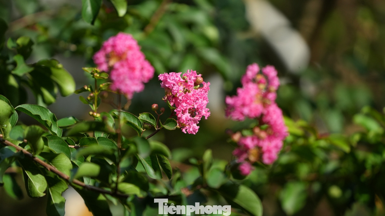 Hoa tường vi thường có nhiều màu sắc đỏ, hồng, trắng…Tuy nhiên, hoa tường vi hồng lại được nhiều người trồng hơn so với các loại khác.