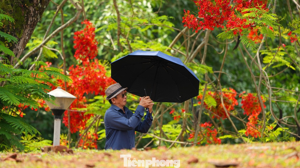 Sắc đỏ của hoa phượng cùng với tinh thần của Lễ kỷ niệm 70 năm Chiến thắng Điện Biên Phủ không kìm được lòng người dù người lớn tuổi hay thế hệ trẻ Việt Nam.