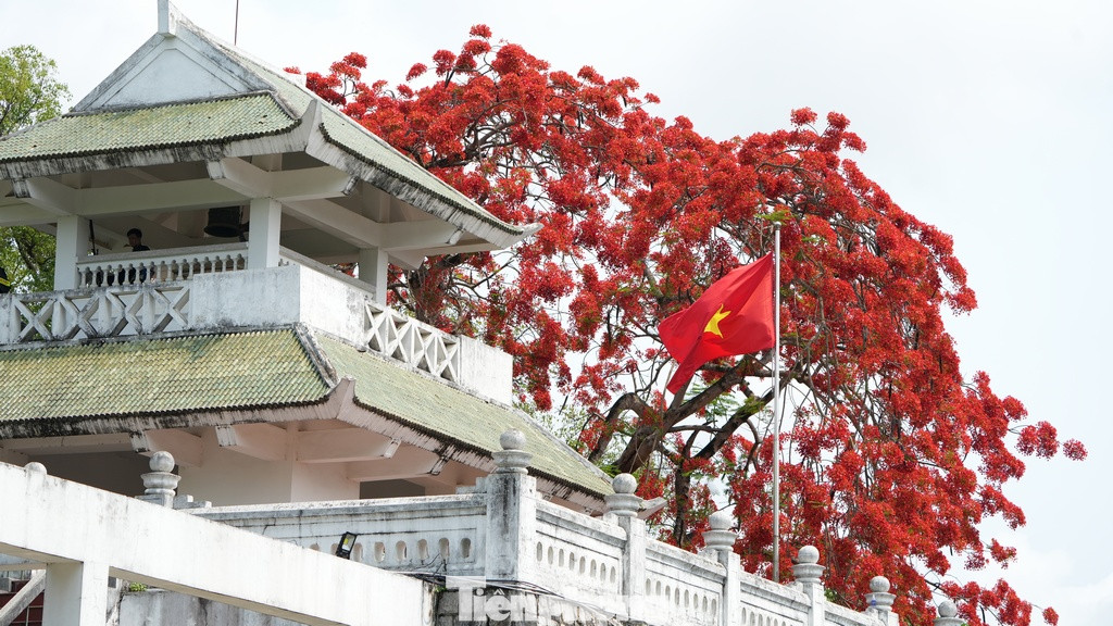 Cây phượng ngay cổng nghĩa trang A1 cũng rực đỏ sắc hoa trong thời gian mừng ngày chiến thắng.