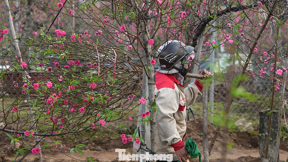 Với hơn hai sào đào đang bung nở, gia đình nhà chị Liên đang sống trong lo âu thấp thỏm. Mấy ngày nay, chị liên tục túc trực ở vườn đào, trông mong có công ty hay tổ chức đoàn thể nào đến mua đào, bán được cây nào hay cây đó.