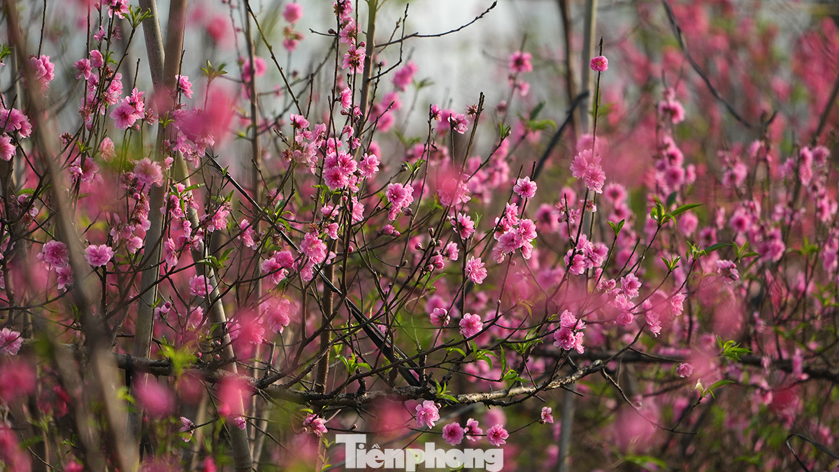 Nhiều gốc đào lớn gần nhưng hoa đã nở kín.