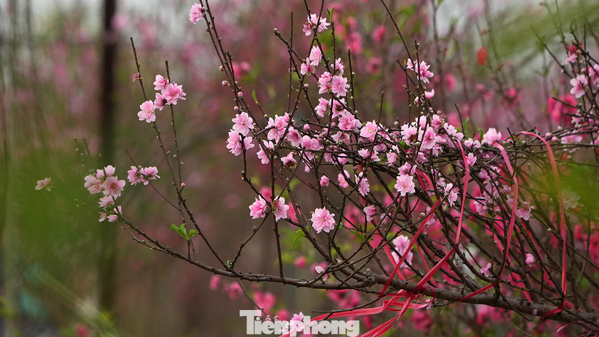 Chỉ còn 2 ngày nữa là 30 Tết nhưng hoa đào tại nhiều vườn đã bung nở.