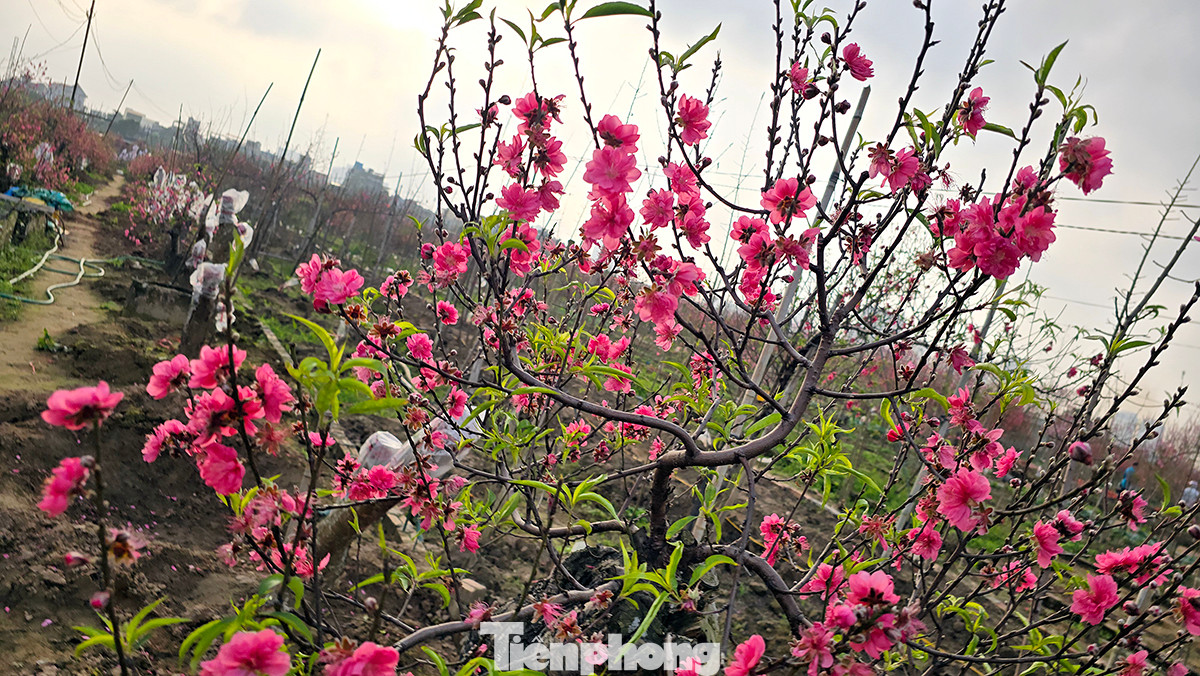 Sau chuỗi ngày lạnh sâu, vào 2 ngày trước thời tiết bất ngờ ấm lên và có nắng khiến đào bung nở sớm rực rỡ cả một cánh đồng.
