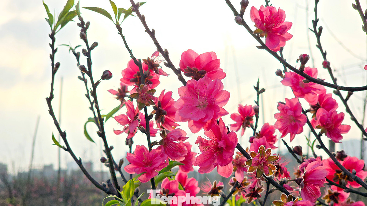 Sau chuỗi ngày lạnh sâu, vào 2 ngày trước thời tiết bất ngờ ấm lên và có nắng khiến đào bung nở sớm rực rỡ cả một cánh đồng.