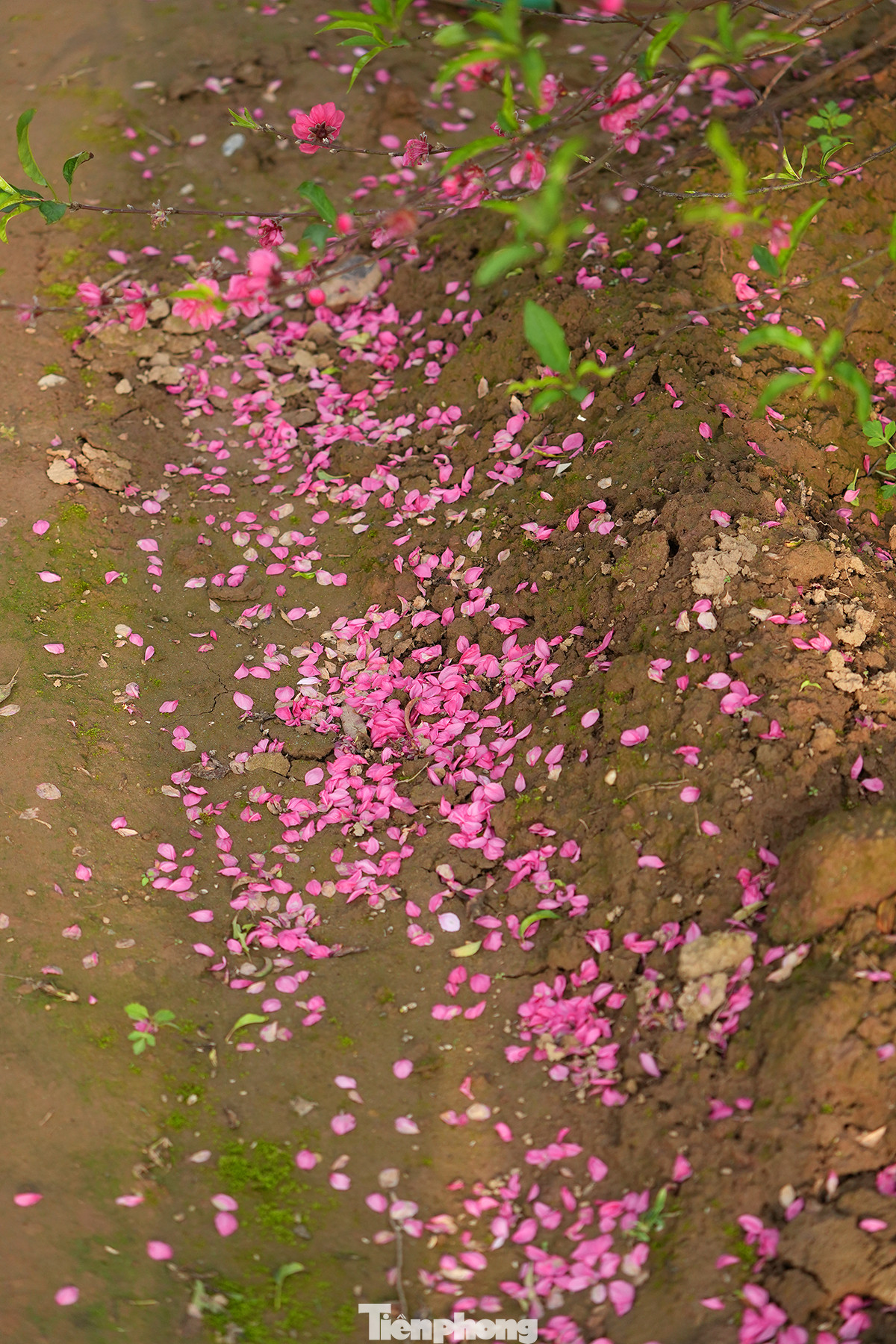 Cánh hoa đào rụng phủ kín cả lối đi.