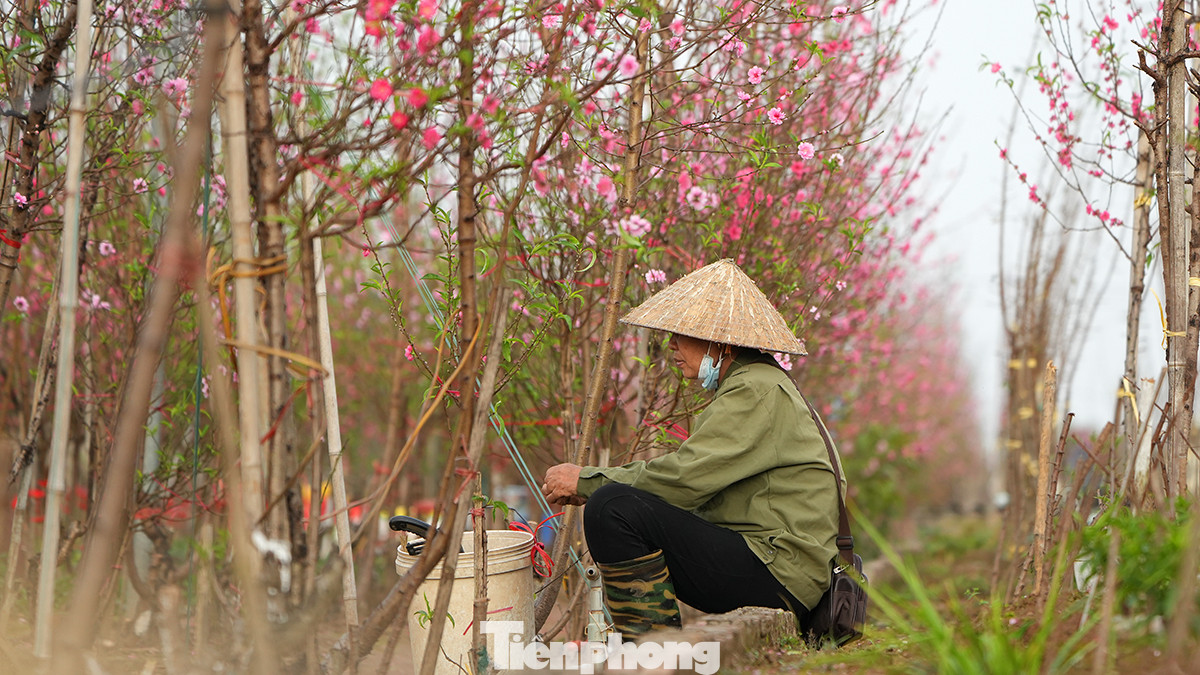 Người dân trồng đào tại làng trồng hoa Tết nổi tiếng Thủ đô đang vô cùng lo lắng. Hiện những vườn đào như thế này dường như không có khách. Người trồng đào thì như ngồi trên đống lửa, bởi công lao cả năm trời bỏ ra không chỉ có nguy cơ mất trắng mà còn lỗ lớn.