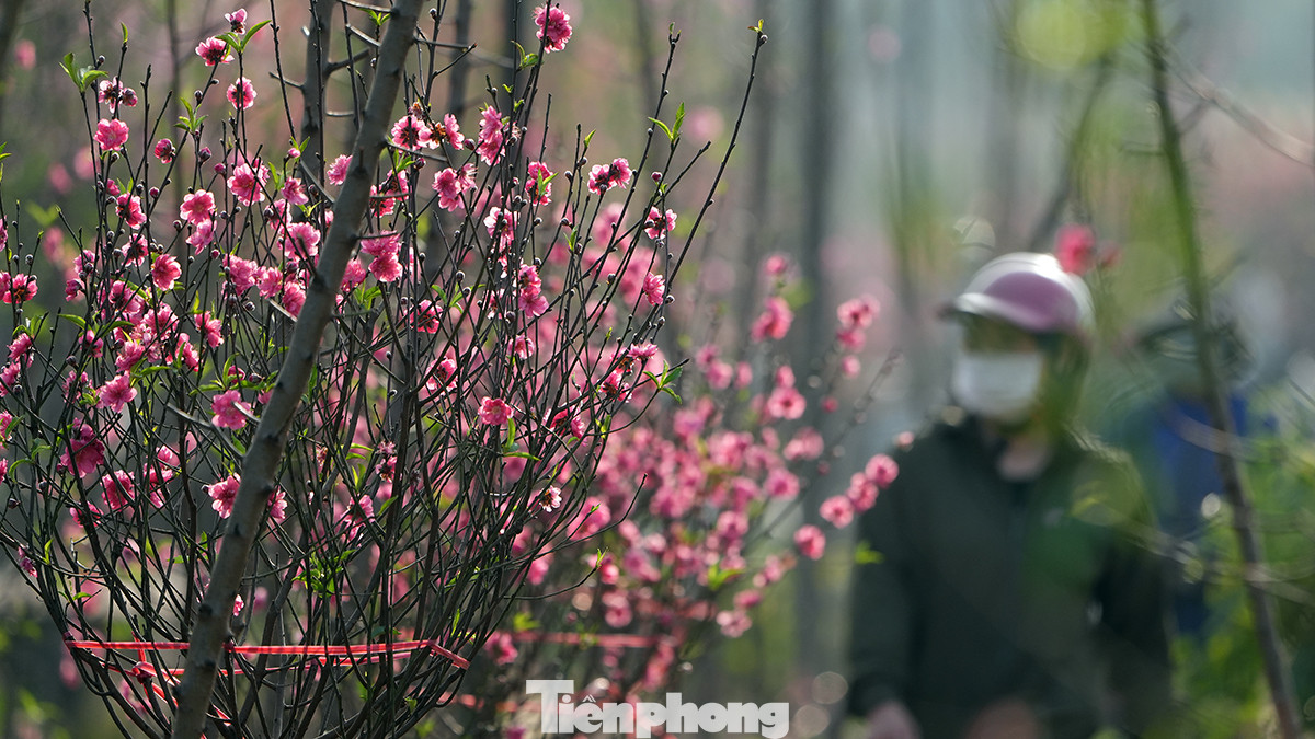 Tại hầu hết các vườn ở Nhật Tân (quận Tây Hồ, thành phố Hà Nội) đào các loại đều đã nở rộ.