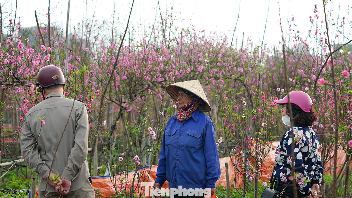 Có một số khách vào tận vườn xem hoa và mặc cả.