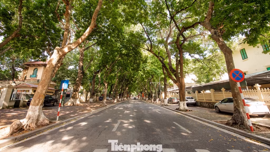 Trên các tuyến phố như: Phan Đình Phùng, Hoàng Diệu, Thanh Niên (quận Ba Đình), Lò Đúc (quận Hai Bà Trưng), hàng cây xanh 2 bên đường tạo bóng mát, giúp người đi đường bớt mệt mỏi trong những ngày hè oi bức.