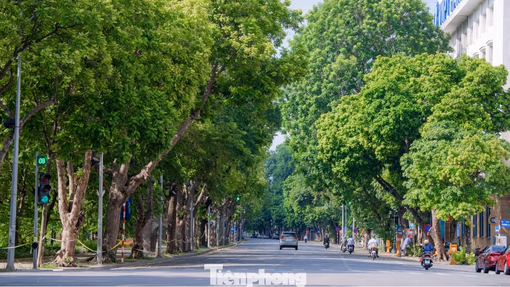 Nhắc đến cây xanh, đầu tiên phải kể đến các tuyến phố xung quanh hồ Hoàn Kiếm. Nơi này tập trung rất nhiều người đi bộ từ sáng đến tối muộn dưới bóng mát của tán cây xanh.