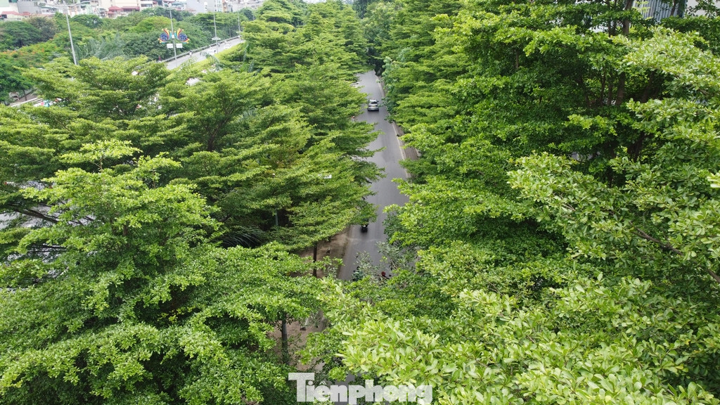 Một đoạn đường Láng "mát mắt" giữa trưa hè.