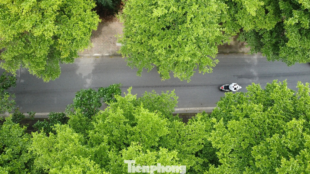 Cây xanh trên nhiều con đường, tuyến phố thậm chí còn đi vào thơ ca.