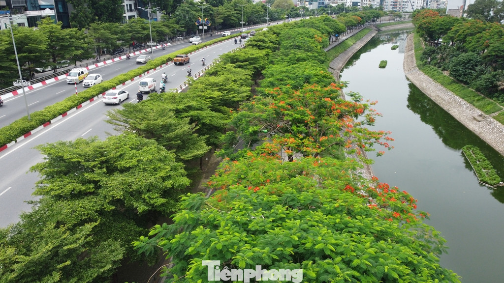 Cây xanh phủ kín trên tuyến phố dọc hai bên dòng sông Tô Lịch trên địa bàn quận Cầu Giấy.